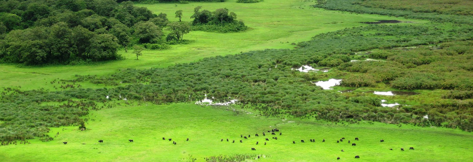 arusha-national-park-buffalo
